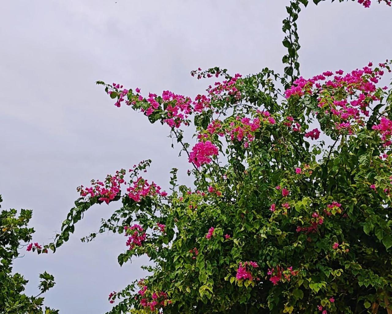 Bougan Villea Retreat Bodufolhudhoo Buitenkant foto